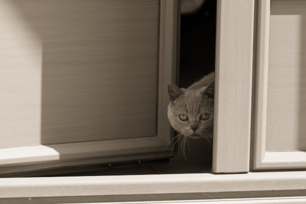 chat à la porte